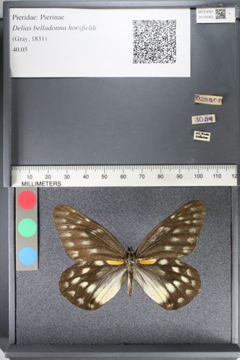 Media type: image;   Entomology 130063
